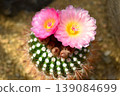Cactus Flower Decoration Benikomachi 139084699