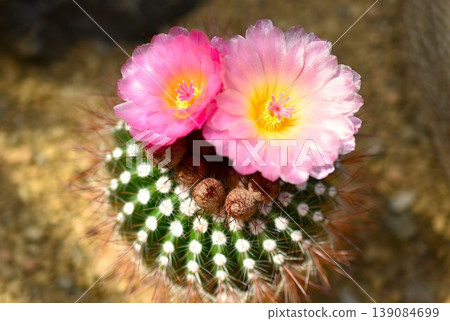 Cactus Flower Decoration Benikomachi Cactus Flower Decoration Benikomachi 139084699