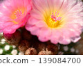 Cactus Flower Decoration Benikomachi 139084700