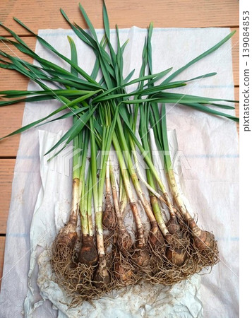 Lots of daffodil bulbs 139084853