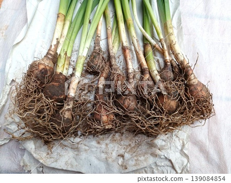 Lots of daffodil bulbs Lots of daffodil bulbs 139084854
