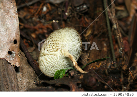 The pale, veiled surface of *Pholiota japonica*, with its radially arranged pores (macro photography of the ecology of Japanese wild mushrooms). The pale, veiled surface of *Pholiota japonica*, with its radially arranged pores (macro photography of the ecology of Japanese wild mushrooms). 139084856