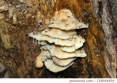 Milky white to beige-colored Helicobacter rhizomes mushrooms overlapping in multiple layers on the trunk of a standing tree (Macro photography of the ecology of wild mushrooms in Japan) Milky white to beige-colored Helicobacter rhizomes mushrooms overlapping in multiple layers on the trunk of a standing tree (Macro photography of the ecology of wild mushrooms in Japan) 139084858
