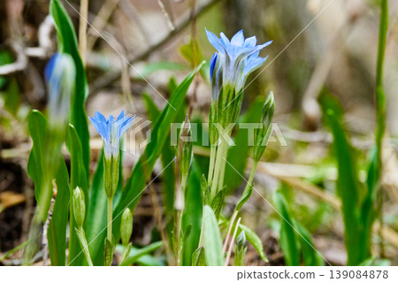 Spring wildflowers Flowering of Gentianaceae 139084878