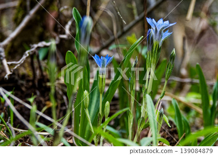 Spring wildflowers Flowering of Gentianaceae 139084879