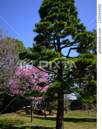 Japanese garden, Imperial Palace Japanese garden, Imperial Palace 139084888