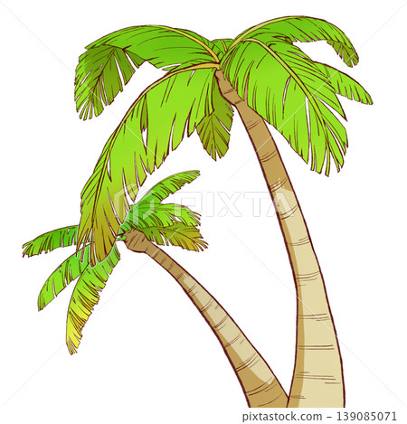 Illustration of Palm Tree Illustration of Palm Tree 139085071