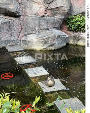 Ducks relaxing on stepping stones by the water's edge | Healing scenery and wild birds in nature Ducks relaxing on stepping stones by the water's edge | Healing scenery and wild birds in nature 139085159