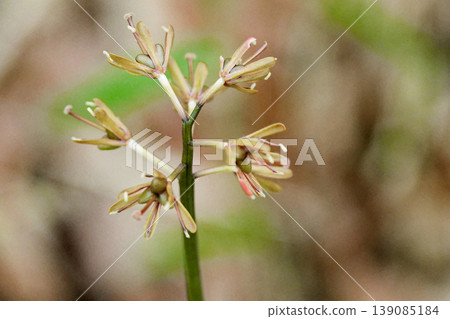 Fruit of the native perennial herb, *Heloniopsis orientalis*, a member of the Melanthiaceae family. Fruit of the native perennial herb, *Heloniopsis orientalis*, a member of the Melanthiaceae family. 139085184