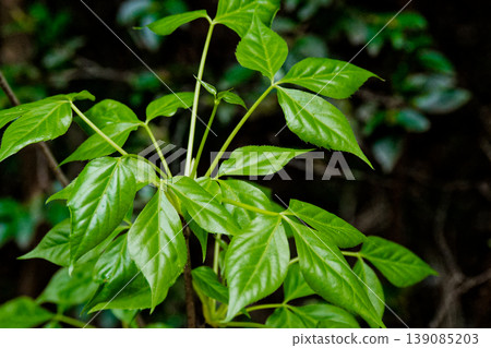 Wild vegetable, Araliaceae, Takanotsume, new leaves 139085203
