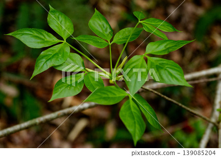 Wild vegetable, Araliaceae, Takanotsume, new leaves Wild vegetable, Araliaceae, Takanotsume, new leaves 139085204