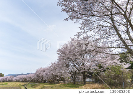 Image of cherry blossoms in my hometown Image of cherry blossoms in my hometown 139085208