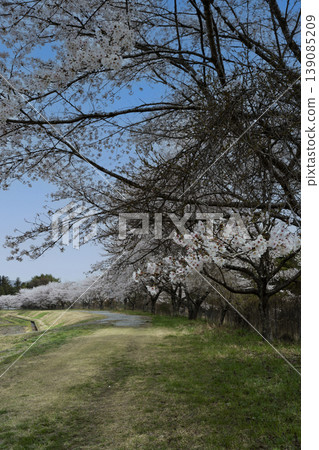 Image of cherry blossoms in my hometown Image of cherry blossoms in my hometown 139085209