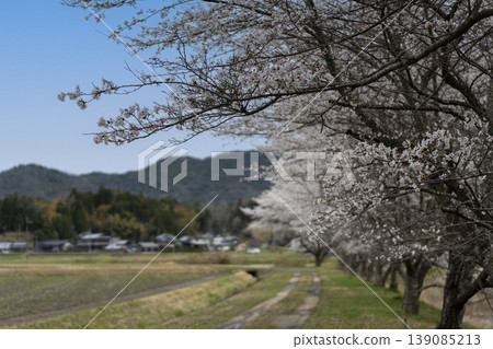 Image of cherry blossoms in my hometown Image of cherry blossoms in my hometown 139085213