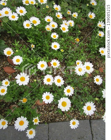 Close-up of North Pole (Chrysanthemum) flower Close-up of North Pole (Chrysanthemum) flower 139085215