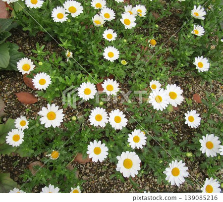 Close-up of North Pole (Chrysanthemum) flower Close-up of North Pole (Chrysanthemum) flower 139085216