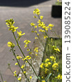 春日路邊油菜花盛開 | 自然柔和的植物攝影 139085224