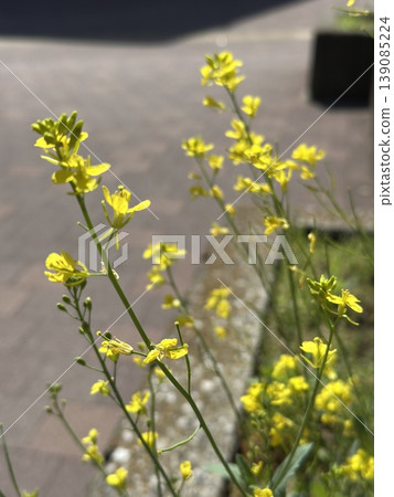 春日路邊油菜花盛開 | 自然柔和的植物攝影 春日路邊油菜花盛開 | 自然柔和的植物攝影 139085224