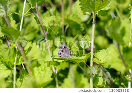 A beautiful Small Heath butterfly in a bright, lush spring forest (outdoor field insect ecology macro photography) A beautiful Small Heath butterfly in a bright, lush spring forest (outdoor field insect ecology macro photography) 139085518