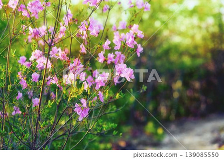 Mitsuba杜鵑花 139085550