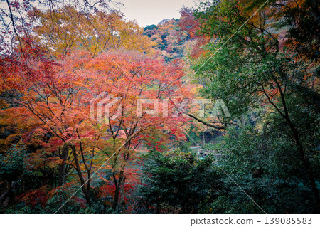 Autumn Scenery at Arashiyama Park Kameyama Area Nov 24 2025 Autumn Scenery at Arashiyama Park Kameyama Area Nov 24 2025 139085583