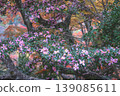 Pink Flowers Bloom on Winding Tree Branches in a Serene Nov 24 2025 139085611