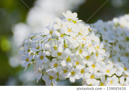 In spring, the spirea produces many flowers on long spikes at the ends of its drooping branches. In spring, the spirea produces many flowers on long spikes at the ends of its drooping branches. 139085638