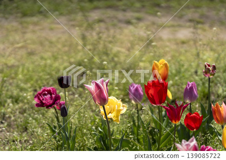 Tulip flowers bathed in spring light 139085722