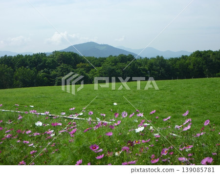 北海道的波斯菊田和綿延山丘：秋日自然風光 139085781