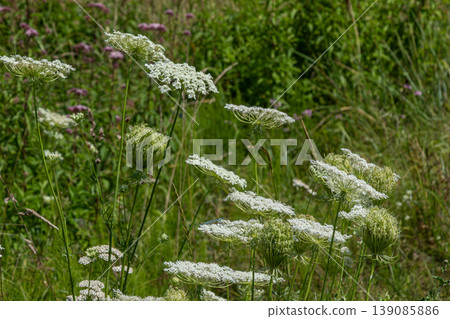Wild carrot also known as Queen Anne's Lace blooms amidst lush green fields in late spring showcasing delicate white flowers and vibrant foliage 139085886