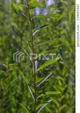 Salix caprea displays vibrant green foliage in a natural setting during early spring showcasing its slender stature and elongated leaves Salix caprea displays vibrant green foliage in a natural setting during early spring showcasing its slender stature and elongated leaves 139085887