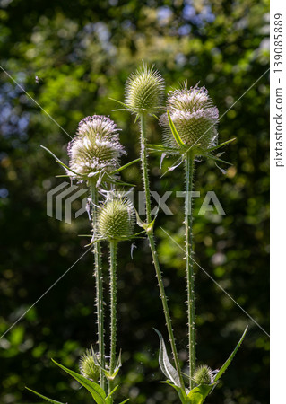 Wild teasel Dipsacus fullonum thriving in a lush green environment during summer months 139085889
