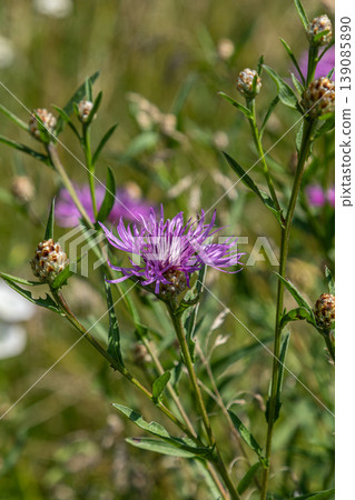 Bright purple centaurea jacea blooms among green foliage in a vibrant meadow during the summer months showcasing its distinct beauty Bright purple centaurea jacea blooms among green foliage in a vibrant meadow during the summer months showcasing its distinct beauty 139085890