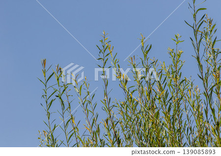 Goat willow branches reach for the clear blue sky in a serene spring setting 139085893