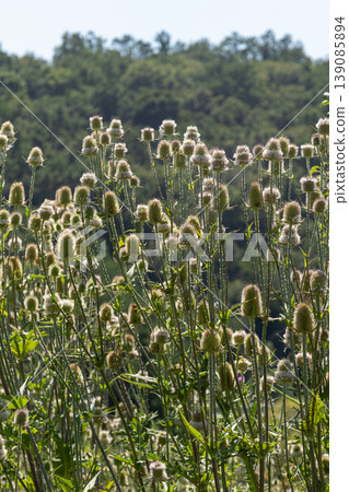Wild teasel blooms in a vibrant green landscape showcasing their unique texture and structure during a sunny day in late spring 139085894