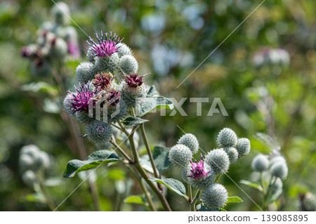Vibrant blooms of Arctium tomentosum showcasing distinctive woolly burdock flowers in a lush green landscape during the summer season Vibrant blooms of Arctium tomentosum showcasing distinctive woolly burdock flowers in a lush green landscape during the summer season 139085895
