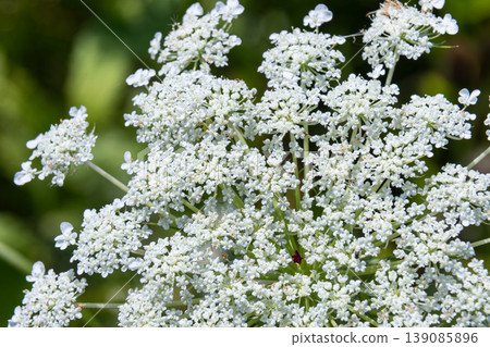 Delicate white flowers of Daucus carota commonly known as wild carrot or Queen Anne's Lace blooming in a natural setting during summer Delicate white flowers of Daucus carota commonly known as wild carrot or Queen Anne's Lace blooming in a natural setting during summer 139085896