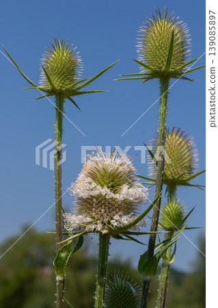 Wild teasel Dipsacus fullonum blooms under a bright blue sky in a sunny meadow during late spring in a natural habitat 139085897