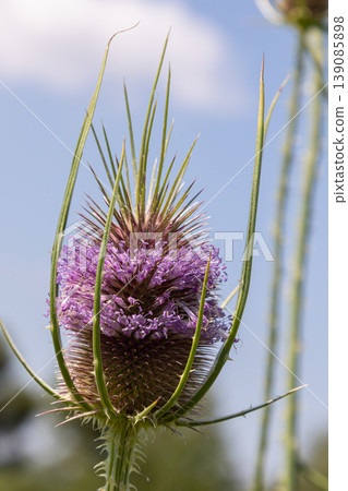 Dipsacus fullonum blooming in a sunny field showcasing vibrant purple flowers surrounded by green foliage on a clear summer day 139085898