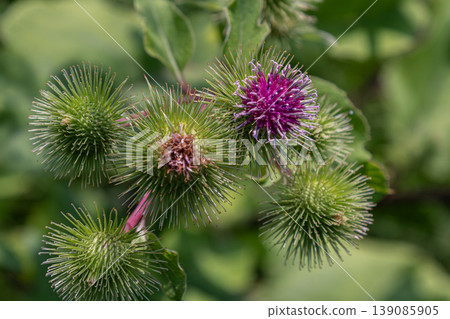 Greater Burdock showcases vibrant purple flowers and spiky green seed heads against a lush green backdrop in a natural habitat during summer 139085905