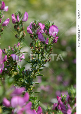 Bright purple flowers of Ononis arvensis thrive in a lush green meadow during late spring in a sunny landscape 139085908