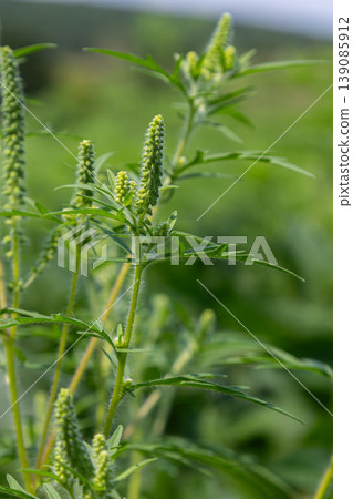 Common ragweed Ambrosia artemisiifolia growing in a lush green field during the warm summer months Common ragweed Ambrosia artemisiifolia growing in a lush green field during the warm summer months 139085912