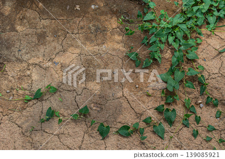 Black bindweed Fallopia convolvulus spreads across dry cracked soil in a natural setting during early autumn Black bindweed Fallopia convolvulus spreads across dry cracked soil in a natural setting during early autumn 139085921