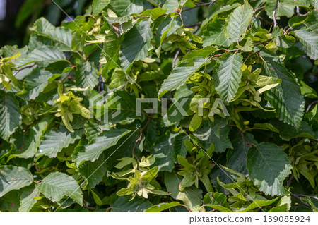 European hornbeam foliage with new growth observed in a natural setting during late spring in a temperate climate 139085924