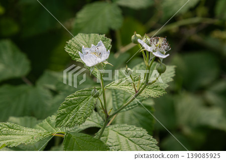Flowers of Rubus blackberry plant blooming in a lush environment with green foliage on a sunny afternoon Flowers of Rubus blackberry plant blooming in a lush environment with green foliage on a sunny afternoon 139085925