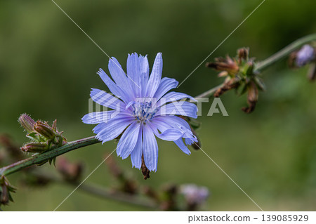 Chicory flower blossoms on a branch in a lush green environment during the sunny afternoon showcasing delicate blue petals and vibrant greenery Chicory flower blossoms on a branch in a lush green environment during the sunny afternoon showcasing delicate blue petals and vibrant greenery 139085929