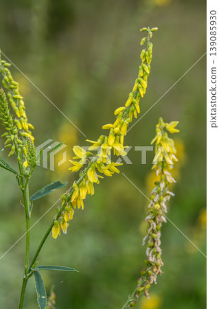 Vibrant yellow sweet clover flowers bloom among green foliage in a field during midday reflecting the beauty of nature's flora 139085930