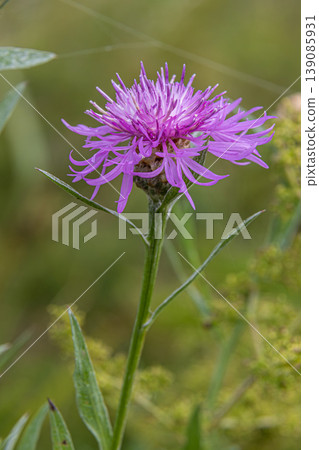 Brown Knapweed displays vibrant purple petals amidst lush greenery in a meadow during late spring 139085931