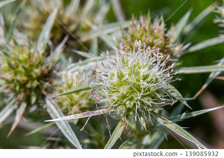 Beautiful bloom of Eryngium campestre on a sunny day in a meadow showcasing intricate details and textures 139085932