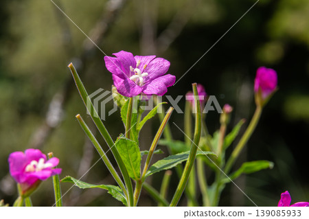 Hairy willowherb blooms in a lush green habitat showcasing vivid purple flowers during a sunny afternoon in late spring Hairy willowherb blooms in a lush green habitat showcasing vivid purple flowers during a sunny afternoon in late spring 139085933